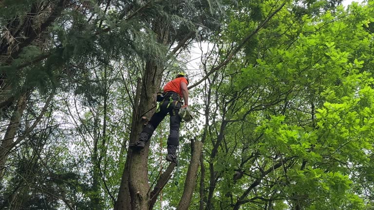 Reliable Valentine, NE Tree Services Solutions